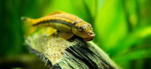Chinese Algae Eater Care, Behavior, and Diet