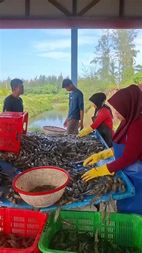 Parcial 2 Doc 85 Tambak Udang Vaname Indonesia