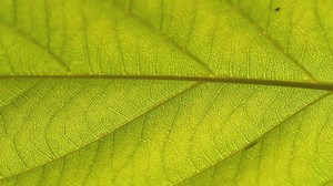 Closeup of an insect on a leaf - Free Stock Video
