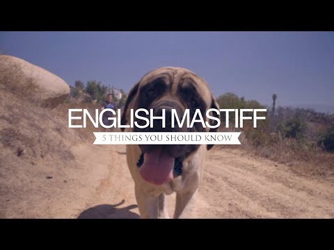 ENGLISH MASTIFFS FIVE THINGS YOU SHOULD KNOW