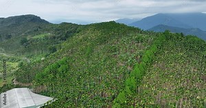 Drone fly over Areca catechu tree over the mountain in Taiwan