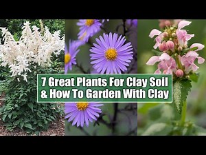 7 Perennials That Thrive In Clay & How To Garden In Clay Soils