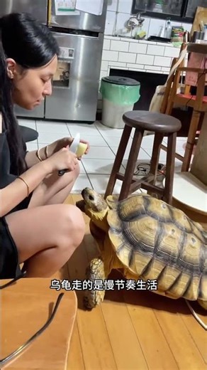 烏龜為什麼能活這麼久？ #烏龜為什麼長壽 #動物世界 #萬物可愛計劃