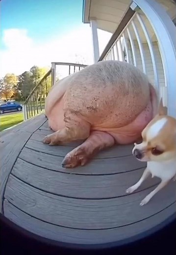 So funny a must watch #funny #dogslove #funnydogs #funnyvideo #shortsviral #shorts