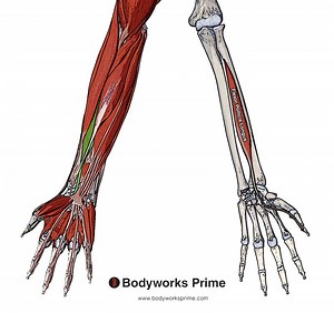 Flexor Pollicis Longus Muscle Anatomy - Bodyworks Prime