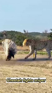 2.6M views · 22K reactions | Mixed animal videos #Dinara #reelschallenge #reelsfacebook #mmo2024ដៃថ្មី #viralreelschallenge #videoviralシ #viralreelsfacebook #page #pageviralシ゚ #mmoដៃថ្មី #videos #videoreelsシ #MMO2024 #facebookreelsviral #videoviral #facebookpost #FacebookPage | Dina Ra | Facebook