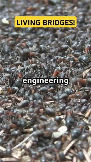 10,000 Ants Build Living Bridge in 30 Seconds!