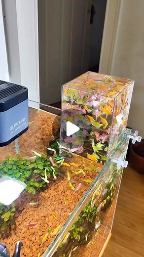 Acex on Instagram: "Negative pressure fish tank that allows your fish to fly"