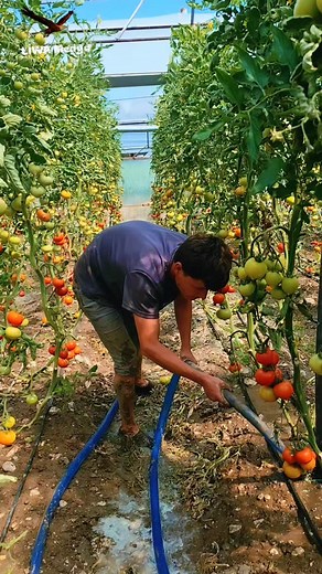 Çiftçi isyan bayrağını çekti ❗❗❗ 🔴Üreticiden 10 TL'ye Çıkan Domates, Market Rafında 5 Katı Fiyata: Artan Maliyetler Tüketiciyi Vuruyor. . .#haber #sondakika #türkiye #keşfet | Liwa TV