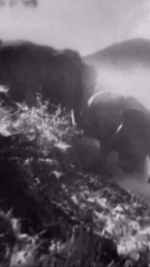 Tarzan l’homme singe : Le cri légendaire de Johnny Weissmuller