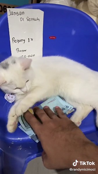 Playful Cat Interacting with Currency Notes