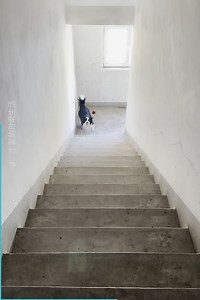 1.2M views · 37K reactions | Potato doesn't need anyone but herself and her ball! ❤️ | The Woof World | Facebook