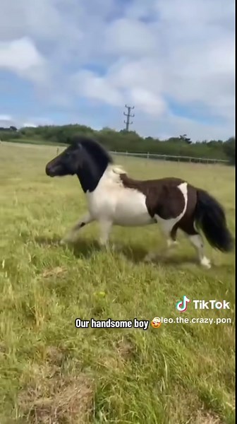 Leo The Crazy Pony on TikTok
