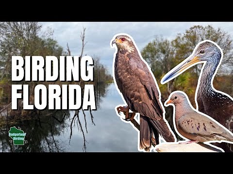 Finding ICONIC Wetland Bird Species in Florida!