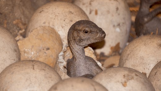 Can We Bring Back Dinosaurs, And Is Anyone Trying To?