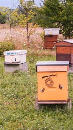 You don’t have to be a beekeeper to have a hive 🐝🍯 Through our Bee-a-Sponsor program at BY’s Honey Farm, individuals, families, schools, and businesses can directly support honeybees and be part of their journey throughout the year - no work needed! With the ongoing decline in pollinators, this program is a simple way to take action and help protect the bees that our food system depends on. As a sponsor, you get the unique opportunity to: - paint your own hive - visit your hive anytime during 
