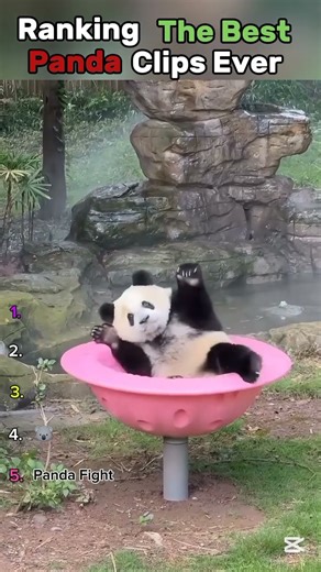 Ranking the funniest panda moments🐼😆