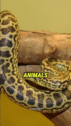The Giant Snake Hiding in the Swamp 😱🐍 | Yellow Anaconda – The Swamp Stalker #unfrezzmyaccount #fact