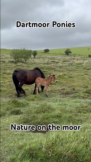 Dartmoor Ponies | Nature on ‪@DartmoorNationalPark‬ #dartmoor #nature #walkinguk #moortosea