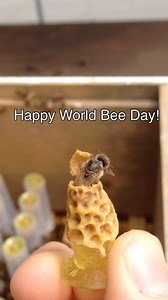 It’s World Bee Day—a good reminder that no bees means no food. Honeybees are essential, but so are native pollinators like bumblebees, mason bees, and countless solitary species. They keep both farms and wild ecosystems running. The biggest threats to bees worldwide? Habitat loss, pesticide use, monocultures, imported diseases, and climate shifts. Native bees are especially vulnerable—they don’t live in hives, and most nest in the ground or hollow stems, so they get wiped out when landscapes are