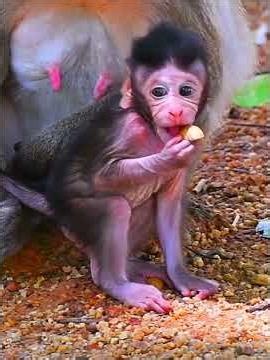 Very comfortable moment, baby monkey 206 #animallife #babymonkeys #monkeysr #animals #babymonkey