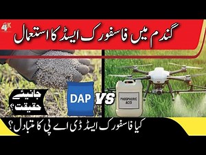 Is Phosphoric Acid the DAP Alternative safe for wheat crop?