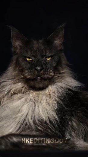 SMALL VS BIGGEST SO CUTE CAT🥶🤯☠️#shorts #shortsfeed#shortvideo#grow #fyp#1million#smallvsbig #animal