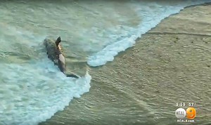 Disposal of Decaying Grey Whale Carcass 10 Miles Offshore Might Attract More Sharks to Trestles | The Inertia