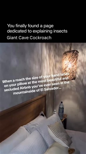 Explaining Insects 🦋 on Instagram: "The Giant Cave Cockroach (Blaberus giganteus) is one of the largest cockroach species in the world, reaching up to 7–10 centimeters in length. It is native to Central and South America, including countries like El Salvador, where it thrives in warm, humid environments such as forests, caves, and mountainous regions. This species is typically brown or tan with large, smooth wings that cover its entire back, giving it a leaf-like appearance. Unlike common house