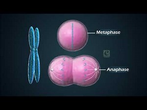Cell Cycle and Cell Division Video Lecture | Biology for Grade 10