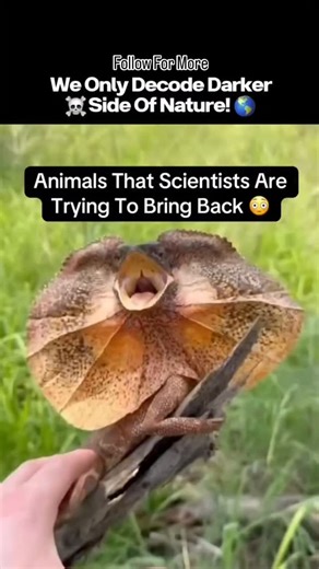 Facts| Animals | Natural 🌴 on Instagram: "🧬💀 Animals Scientists Are Trying to Bring Back from Extinction ⚠️🌑 They vanished thousands of years ago. Wiped out by climate shifts, natural disasters… and humans. Now science is attempting the unthinkable — bringing the dead back to life. This isn’t science fiction anymore. This is de-extinction. 🧪 Species on the Brink of Return: 🦣 Woolly Mammoth: Frozen DNA + genetic engineering to revive an ice-age giant 🐺 Dire Wolf: Ancient predators reconstr