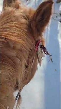 giddy-up 🐎🐎🐎🐎