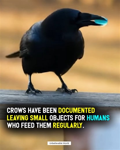 269K views · 15K reactions | Crows That Say “Thank You”: The...