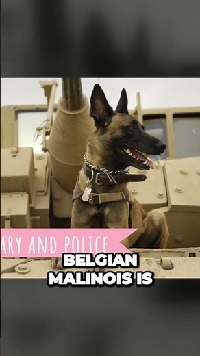 Belgian Malinois - The Military Dog That Can Skydive!