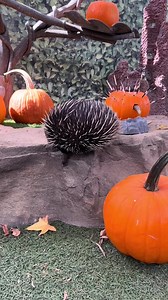 4K views · 20 reactions | Sometimes animals have bloopers too. Don’t worry! Chindi is fine. Echidnas just have bad depth perception. #echidna #sandiegozoosafaripark #itbelikethat | jacqueline wijaya | Facebook