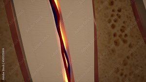 Toothache. Anatomical detailed section of the teeth. Nerve inflammation. 3D animation