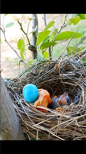 The baby cuckoo is throwing its eggs out of the nest. #birds #nature #cuckoo