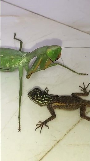 Mantis vs. lizard| Mantis attacks lizard #wildlife #wildanimals #animalphotography #survey wildlife