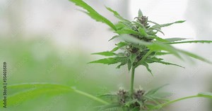 Close up marijuana plant. Legalization growing cannabis. Hemp or CBD Oil production with cannabis plants grown for fiber production and medicinal oils in Asheville, North Carolina. Stock Video