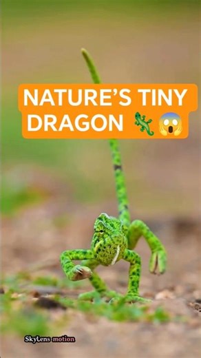 Tiny Dragon of the Wild Chameleon in Ultra HD 8K🐉😱. #superanimal #savannahmonitor #jungles