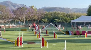 🐾🐶💨 Have you ever been curious or considered agility training for your dog? 🤔💭 Do you wonder if it’s the right sport for them? Maybe this video of Lauren competing with one of her dogs will inspire you! So many of the skills needed for a great agility dog are the same skills that will enhance your day-to-day life with your own dog. 🌟 Let’s start a discussion. Share your questions and insights below. 🐾🏆 For more pointers and inspiration for the sport of agility, listen to this Sexier than