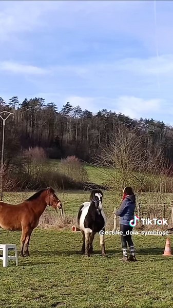 On travaille le cabré séparément et puis ensemble ❤️❤️#poney #equitation #debourrage #cheval #cabre