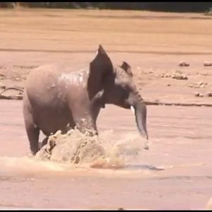 10K views · 2.1K reactions | An elephant's trunk has 40,000 muscles...