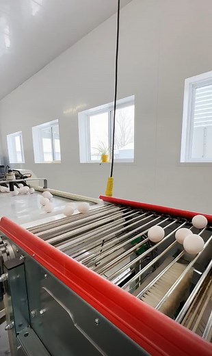 4K views · 17 reactions | Prep → @trusscore panel → poultry  Trusscore Wall&CeilingBoard: farmer-approved performance, contractor-approved install. ✅ Are you building a barn? Check our agricultural applications page: https://bit.ly/4mjrsWY | Trusscore | Facebook