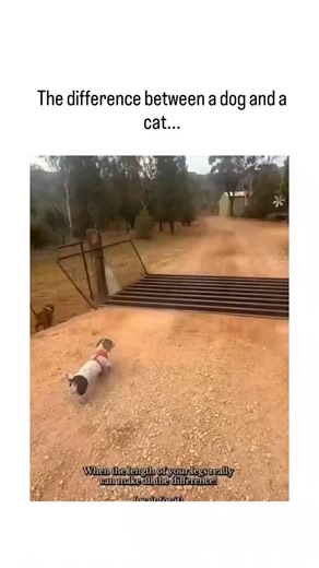 👁️ on Instagram: "The post shares a split-screen video of a dachshund struggling to belly-crawl across a cattle grid due to its short legs, contrasted with a cat's graceful leap over the same obstacle, captioned "The difference between a dog and a cat..." to humorously underscore anatomical impacts on mobility. This depiction reflects real biomechanical differences; cats' longer limbs and flexible spines enable superior jumping and climbing, as evidenced by a 2023 MDPI study where cats showed n