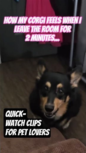 How Keo feels when I leave the room for 2 minutes... 📈🐶 #short