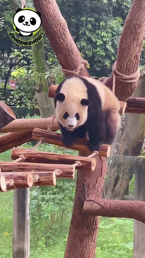 #panda #thepandashowtv #babypanda #funny #funnyanimals #funnymoments | Baby Panda