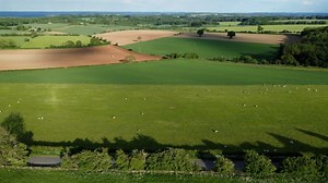 Albino, Dunnock, Hedge Sparrow