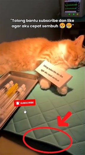 Realistic Crying Cat Reaction — The Saddest Moment You’ll See Today