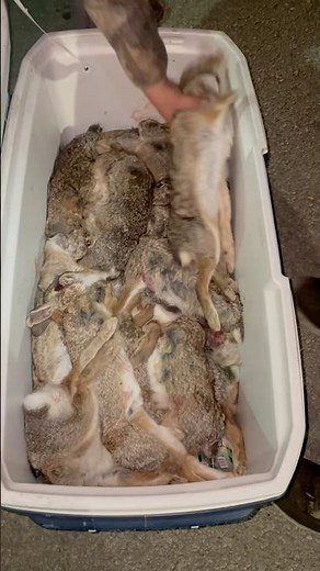 Rabbit hunting in Kansas is like well just watch!!! #comment #swamprabbits #huntingseason #fyp